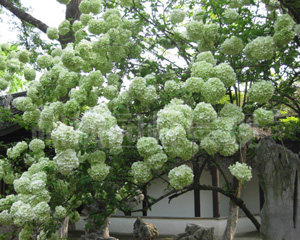 無錫日式滴水花園綠化